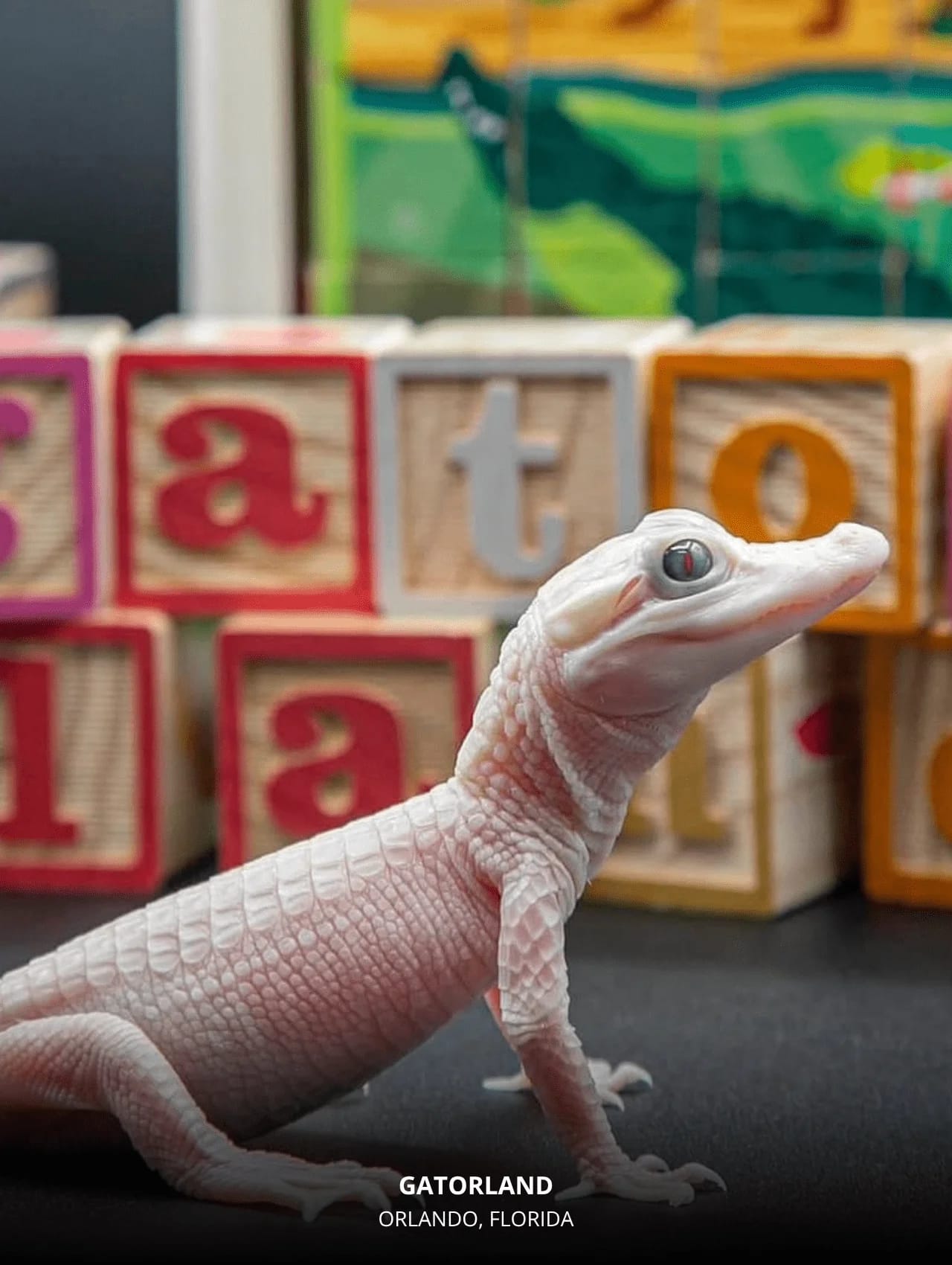 Albino alligator at Gatorland — Title: 17 Interesting and Exciting Things to Do in Orlando with Kids