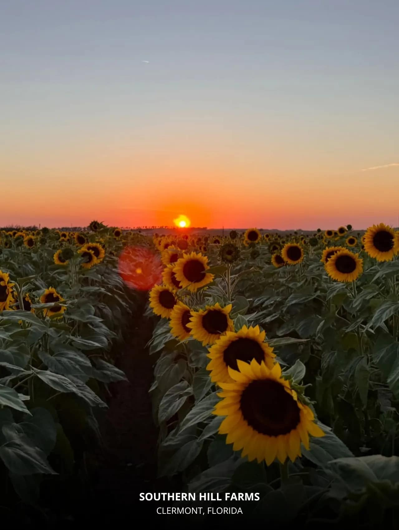 Southern Hill Farms sunflower field at sunset – Top Locations in Orlando to Take Beautiful Photos for Your Instagram.